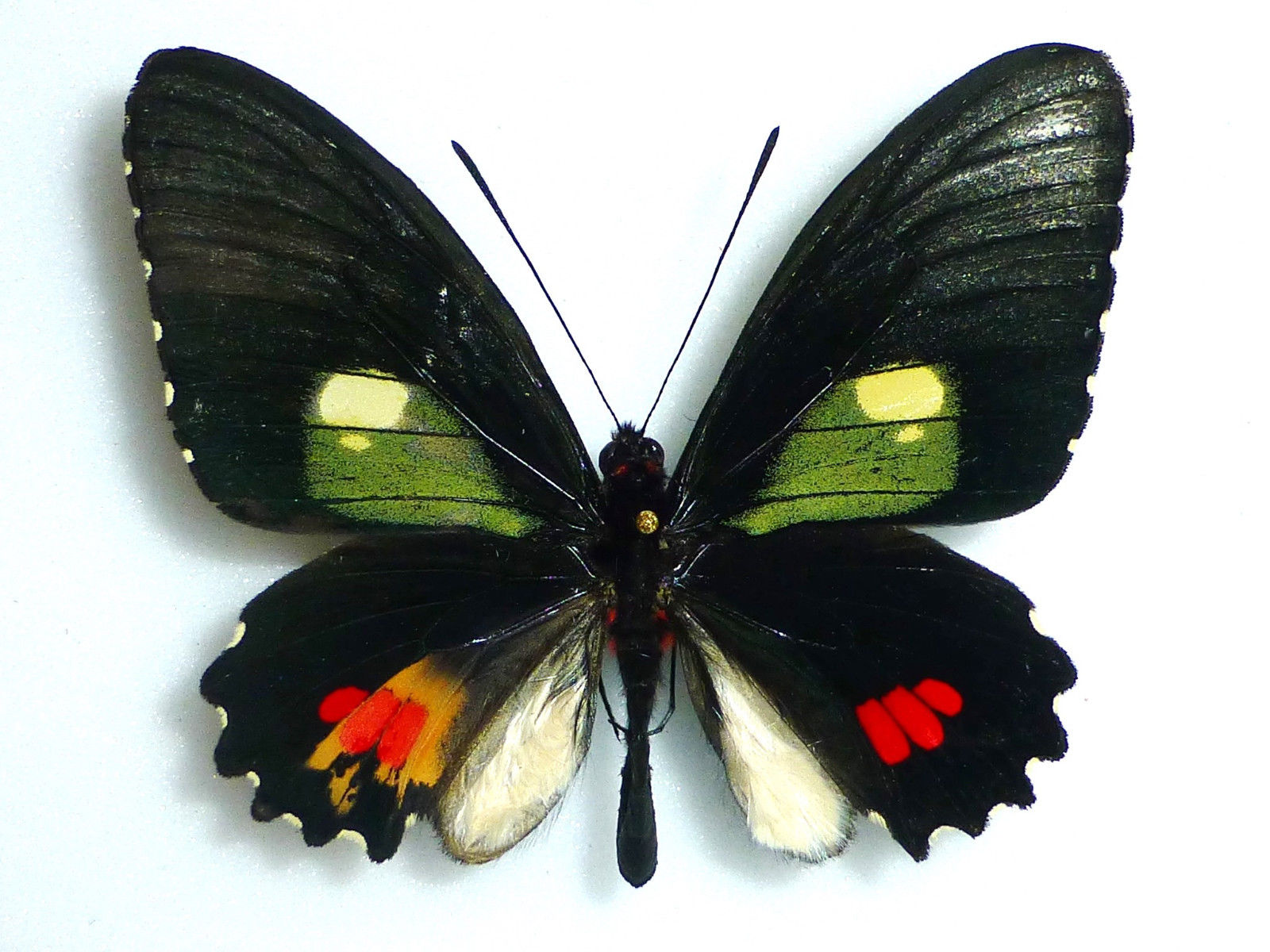 Parides erithalion chichipensis (gynandromorph) (Internet Image property of respective owner, non-commercial use only)